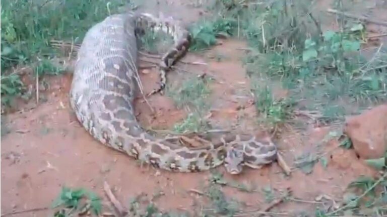 Snake Video: 30 किलो के अजगर ने निगला पूरा हिरण, फिर जो हुआ देखकर लोगों के उड़ गए होश!