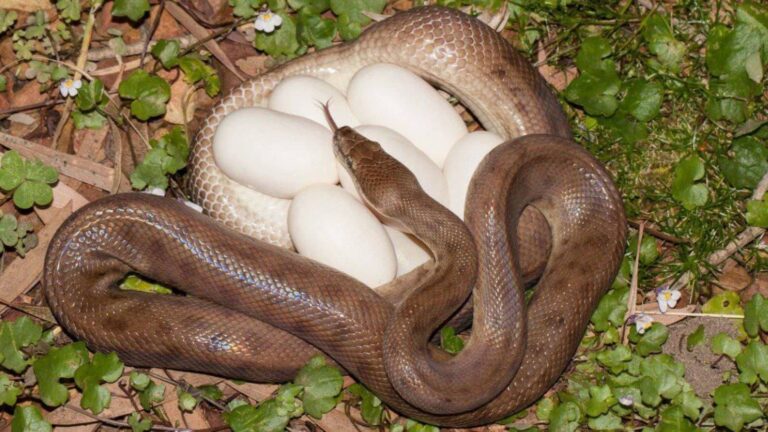 Snake eggs: क्या सच में सांप के अंडे होते हैं इतने खतरनाक? दिमाग हिल जाएगा