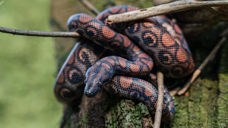 Snake: छिपकलियां थीं जिनकी पूर्वज उन सांपों की ये 3 खतरनाक प्रजाति आपको दिखे तो फौरन बचाएं अपनी जान!