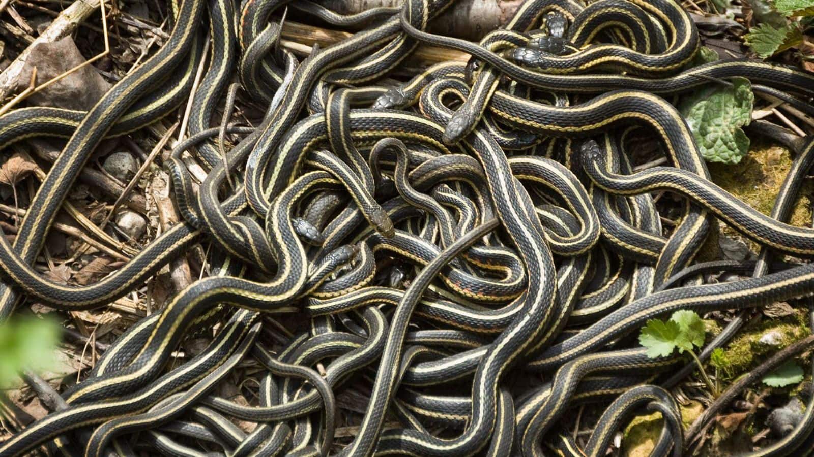 Honeymoon Spot for Snakes: सांपों का ‘लव फेस्टिवल’, 75000 सांप करते हैं मिलन, नागिन को ऐसे रिझाते हैं नाग