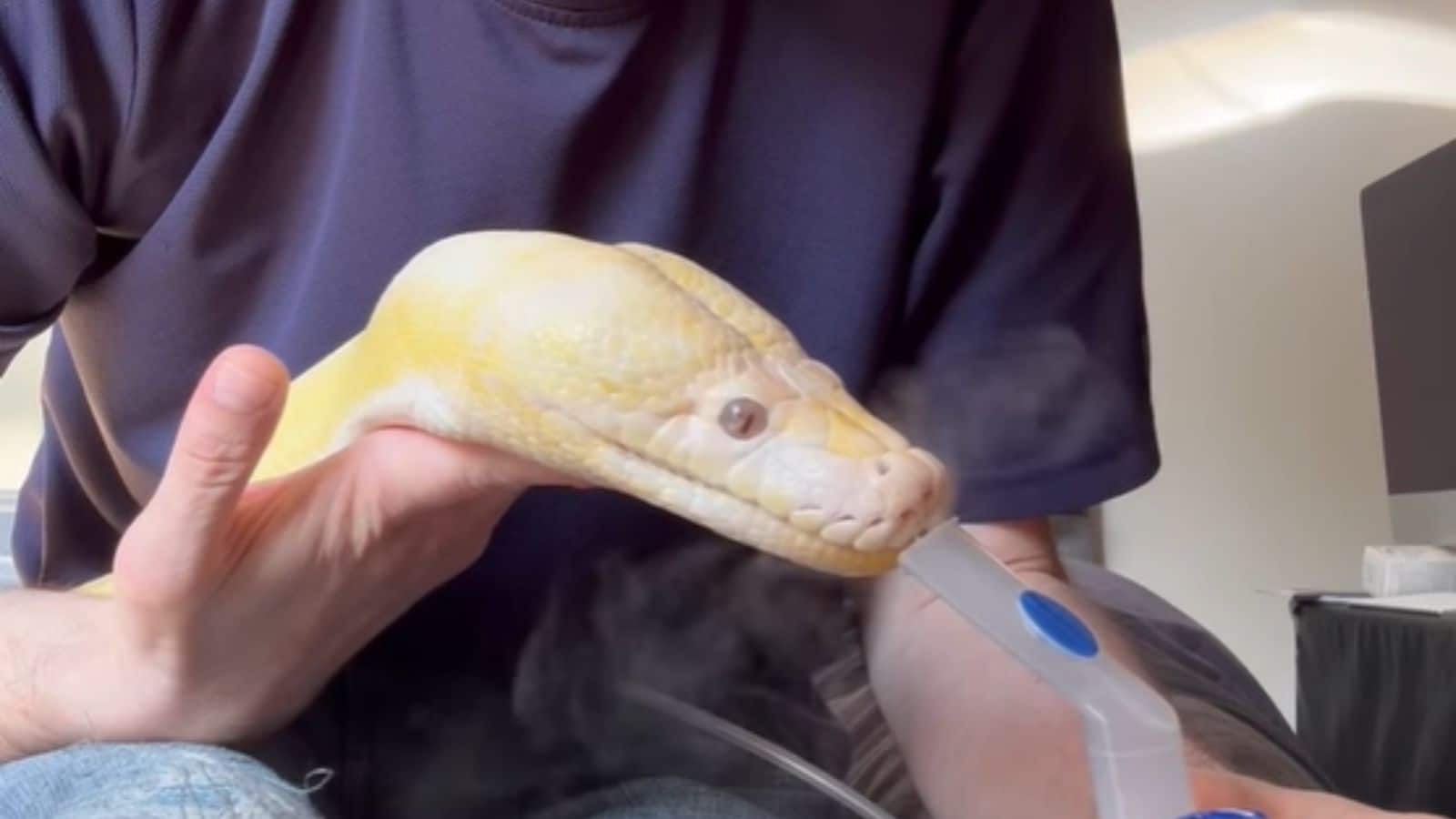 Snake Video: कैमरे में कैद हुआ चौंकाने वाला नजारा, बीमार अजगर ऐसे ले रहा था नेबुलाइजर