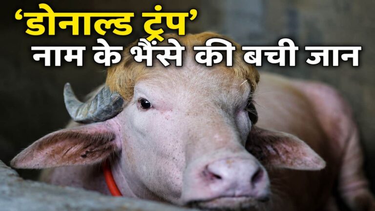 Donald Trump Buffalo Viral Video: बकरीद पर 'डोनाल्ड ट्रंप' भैंसे की कुर्बानी में लास्ट मोमेंट पर आया ट्विस्ट, इसकी तो जान बच गई!
