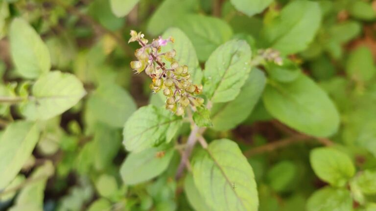 Tulsi Plant Care Tips: भीषण गर्मी में भी तुलसी रहेगी हरी-भरी, बस कर लें ये छोटा सा काम