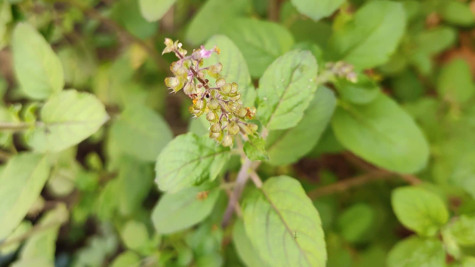 Tulsi Plant Care Tips: भीषण गर्मी में भी तुलसी रहेगी हरी-भरी, बस कर लें ये छोटा सा काम