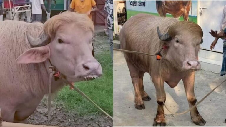 Viral Buffalo: दुनियाभर में मशहूर 'डोनाल्ड ट्रंप' भैंसा...बस कुछ ही दिनों का मेहमान, बांग्लादेश में दी जाएगी कुर्बानी
