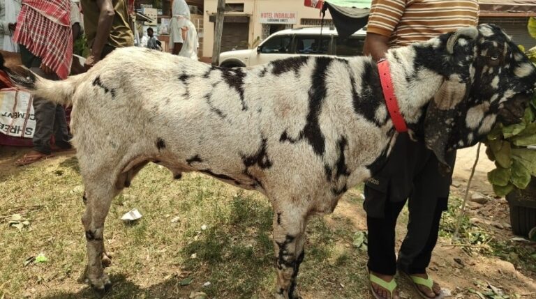 बकरीद से पहले काजू, बादाम और भुना हुआ मखाना खाकर कितना तगड़ा हो गया ये बकरा, इसकी कीमत भी जान लीजिए
