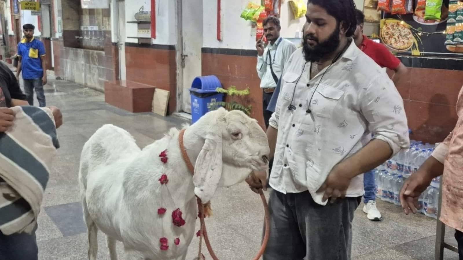 लंबाई में इंसानों के कद के इस 160 किलो वजन वाले बकरे ने मार्केट में मचाया हल्ला, ये खा गया 55000 का माल तब हुआ तैयार!