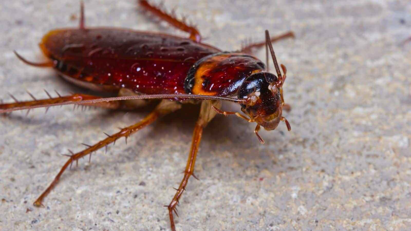 चर्चा में हैं Cockroach! दुनिया में ऐसे भी कॉकरोच जो शराब की ओर होते हैं अट्रैक्ट, जानिए इनसे जुड़े 3 वीयर्ड फैक्ट