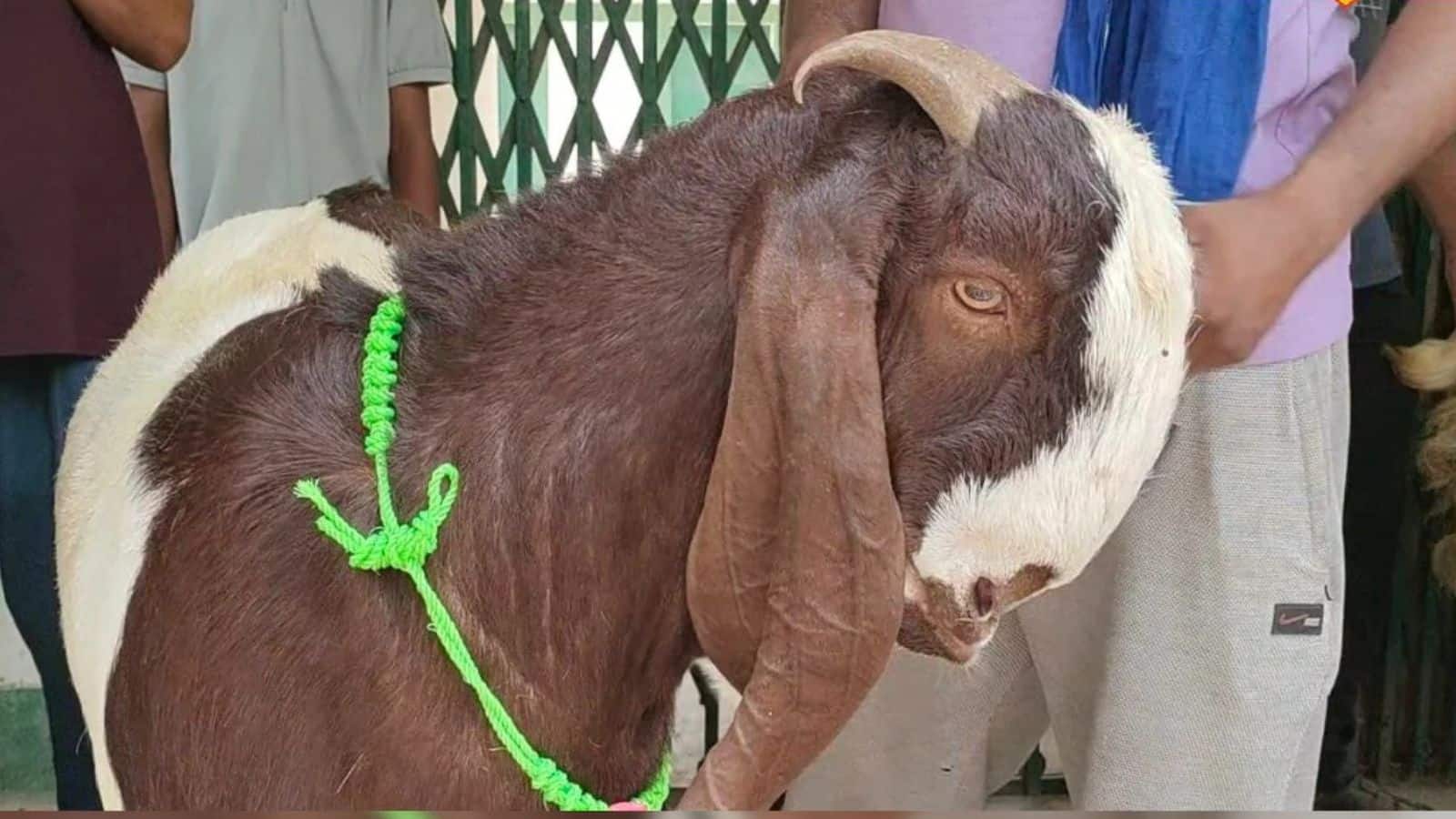 यहां बकरों को खिला रहे काजू, किशमिश और ड्राई फ्रूट्स! बकरीद में तोतापरी नस्ल के बकरे की हाई डिमांड