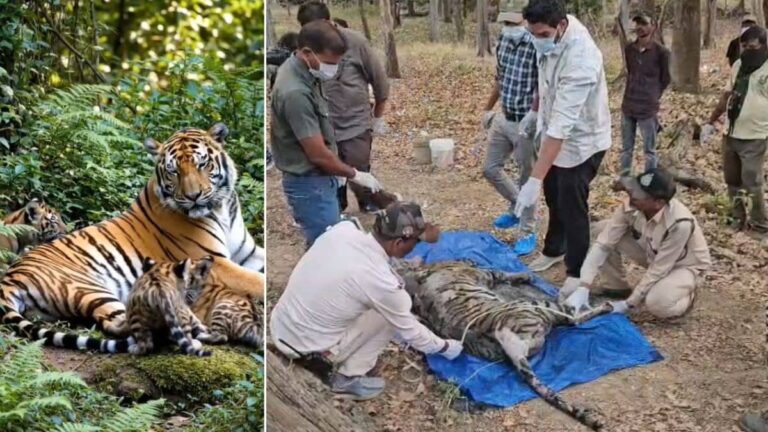 Kanha Tiger Reserve: कान्हा टाइगर रिजर्व वायरस की चपेट में... बाघिन समेत 4 शावकों की मौत के बाद हड़कंप; जानिए कितना बड़ा खतरा