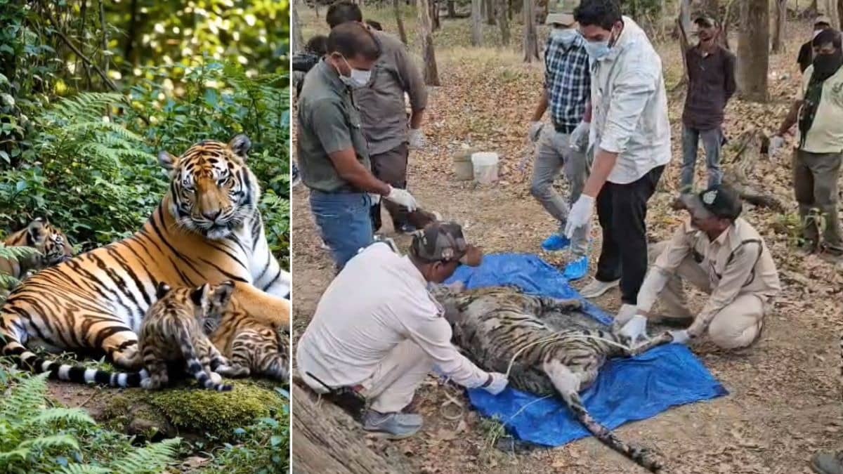 Kanha Tiger Reserve: कान्हा टाइगर रिजर्व वायरस की चपेट में... बाघिन समेत 4 शावकों की मौत के बाद हड़कंप; जानिए कितना बड़ा खतरा