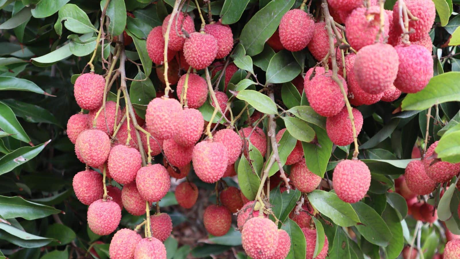 Litchi crisis in Bihar: बिहार की लीची को चाट जा रहे ये गंधी कीट! इनके कहर से निपटने के लिए बनानी पड़ गई टास्क फोर्स
