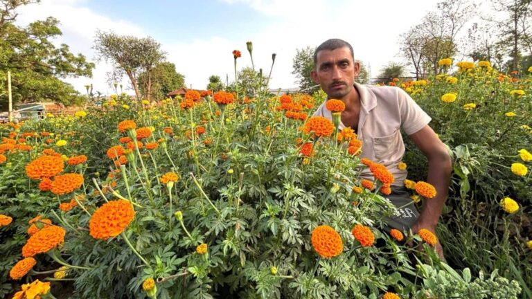 एक बार गेंदे का पौधा तैयार तो 3-4 महीने तक होती है फूलों की तुड़ाई... जानिए किसान रवि कैसे 7-8 हजार लगा कमा रहे सवा लाख!
