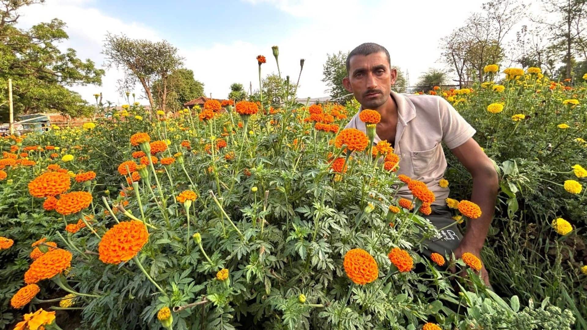 एक बार गेंदे का पौधा तैयार तो 3-4 महीने तक होती है फूलों की तुड़ाई... जानिए किसान रवि कैसे 7-8 हजार लगा कमा रहे सवा लाख!