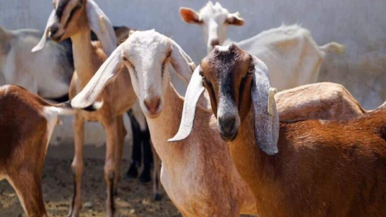 3 घंटे में बिक गए 6 करोड़ के बकरे! देश के इस बाजार ने बकरीद से पहले मचाया गदर