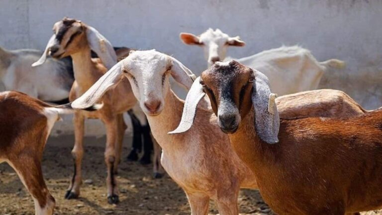 Bakrid 2026: बकरीद में कुर्बानी वाले बकरे की उम्र क्या होनी चाहिए, कोई भी बकरा नहीं उठा सकते, जानिए नियम
