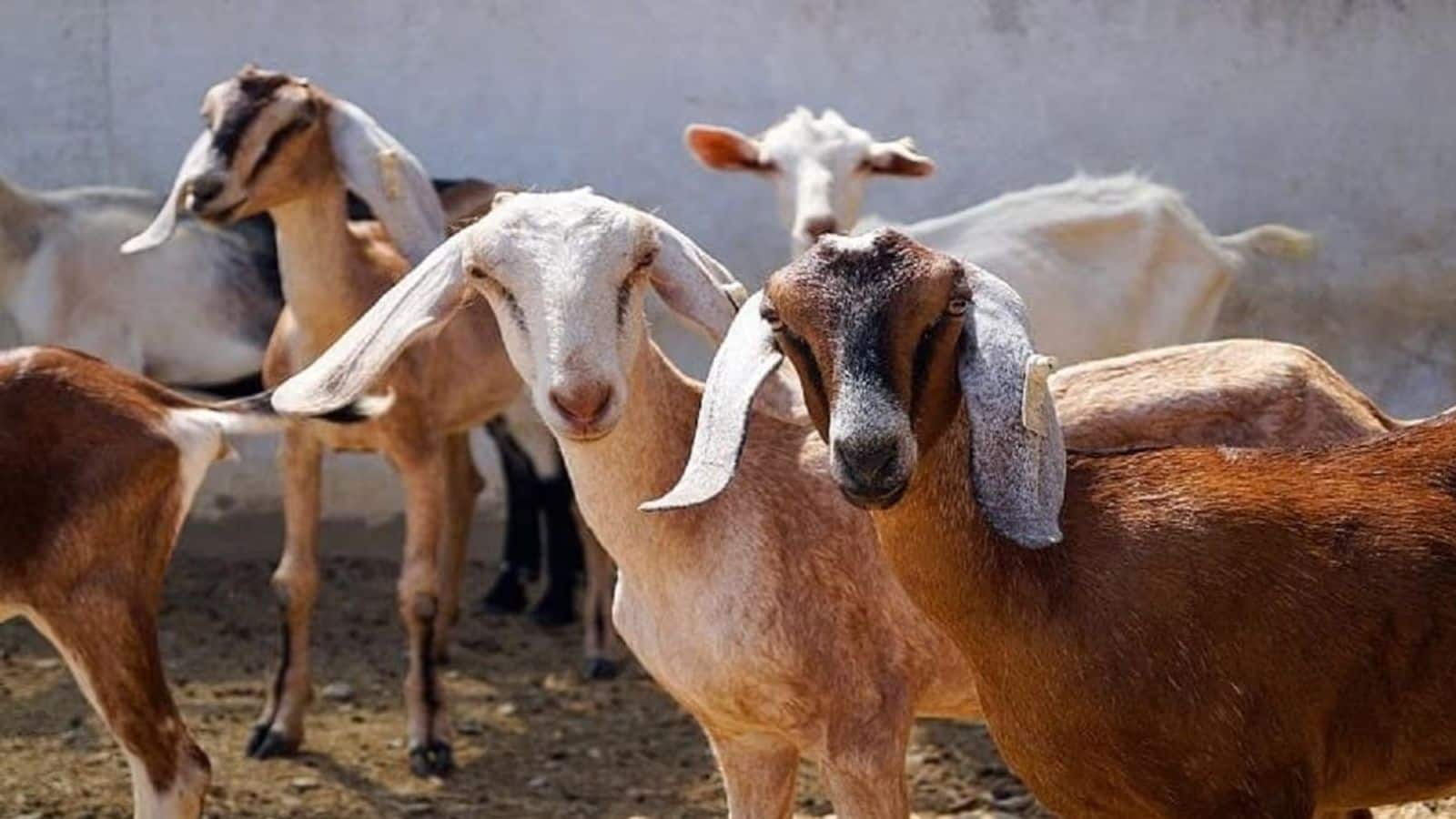 Bakrid 2026: बकरीद में कुर्बानी वाले बकरे की उम्र क्या होनी चाहिए, कोई भी बकरा नहीं उठा सकते, जानिए नियम