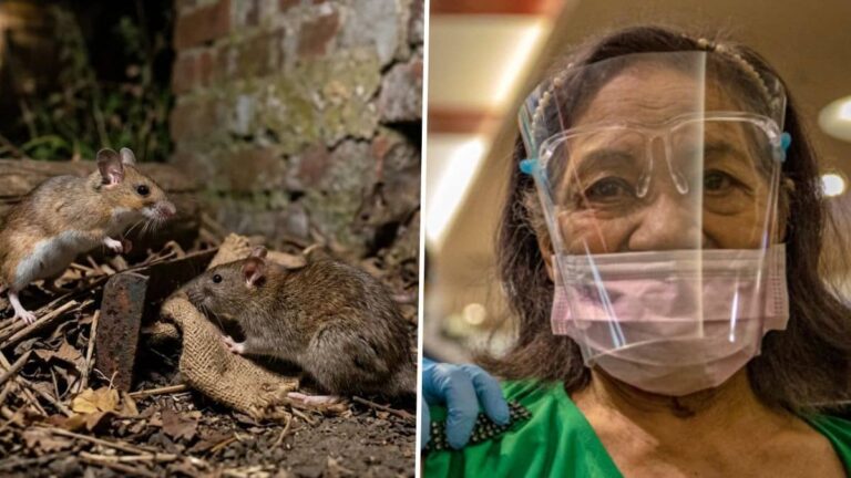 Hanta Virus: हंता वायरस को लेकर भारत सरकार पूरी तरह सतर्क, चूहों से फैलता है जानलेवा संक्रमण; जानें कितना खतरनाक?