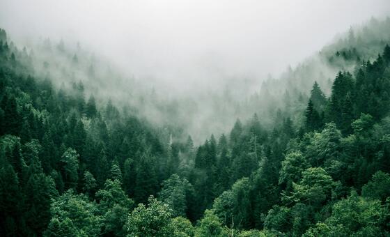 वन क्यों हैं पृथ्वी और जीवन के लिए महत्वपूर्ण?
