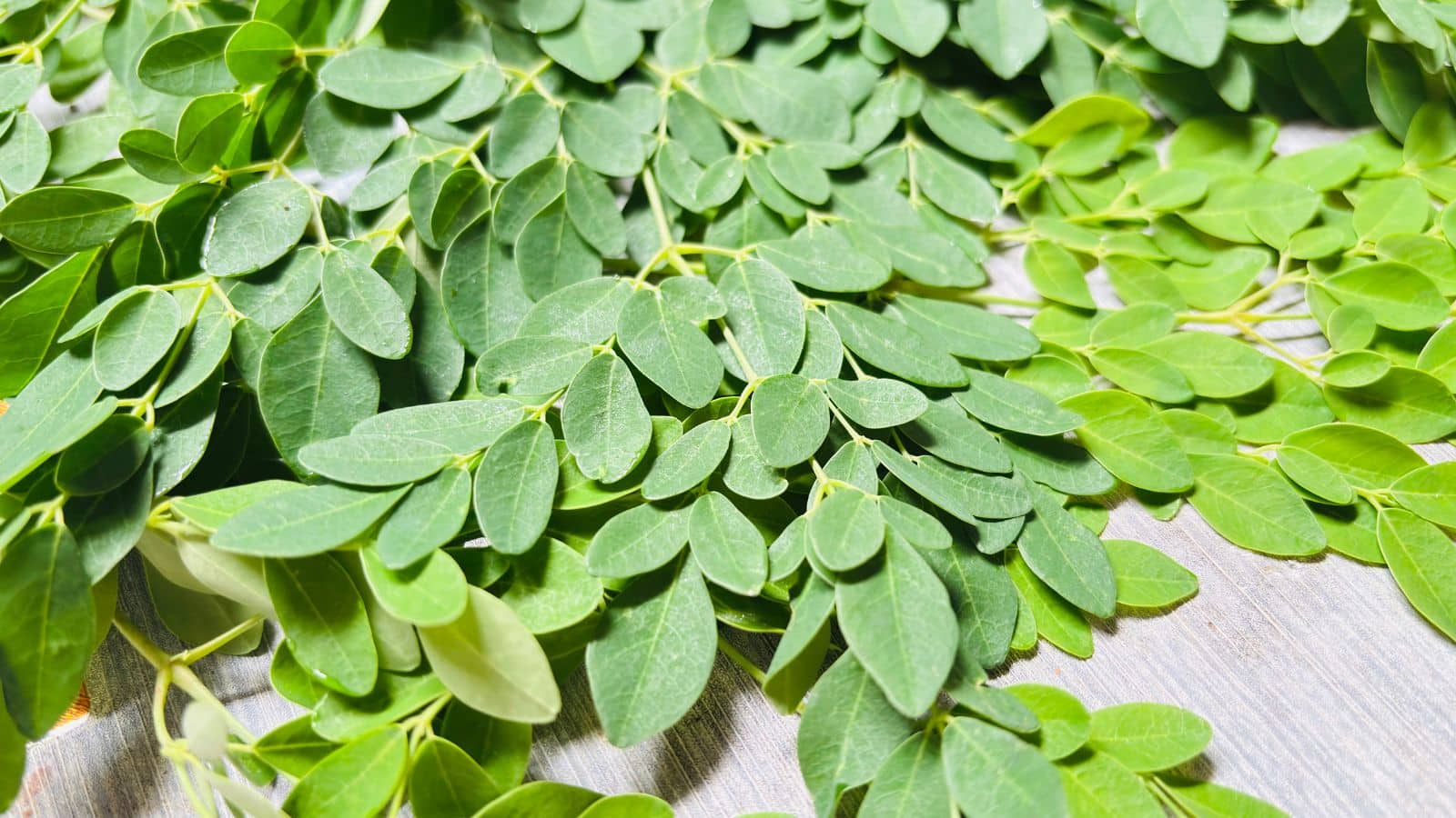 Health Alert: हर किसी के लिए नहीं है मोरिंगा! जानें किन लोगों को करना चाहिए सेवन