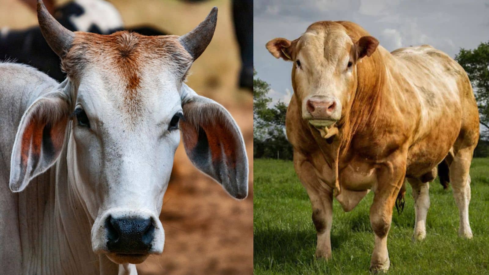क्या आप जानते हैं बैल और सांड़ में असली अंतर? 90% लोग आज भी हैं कन्फ्यूज