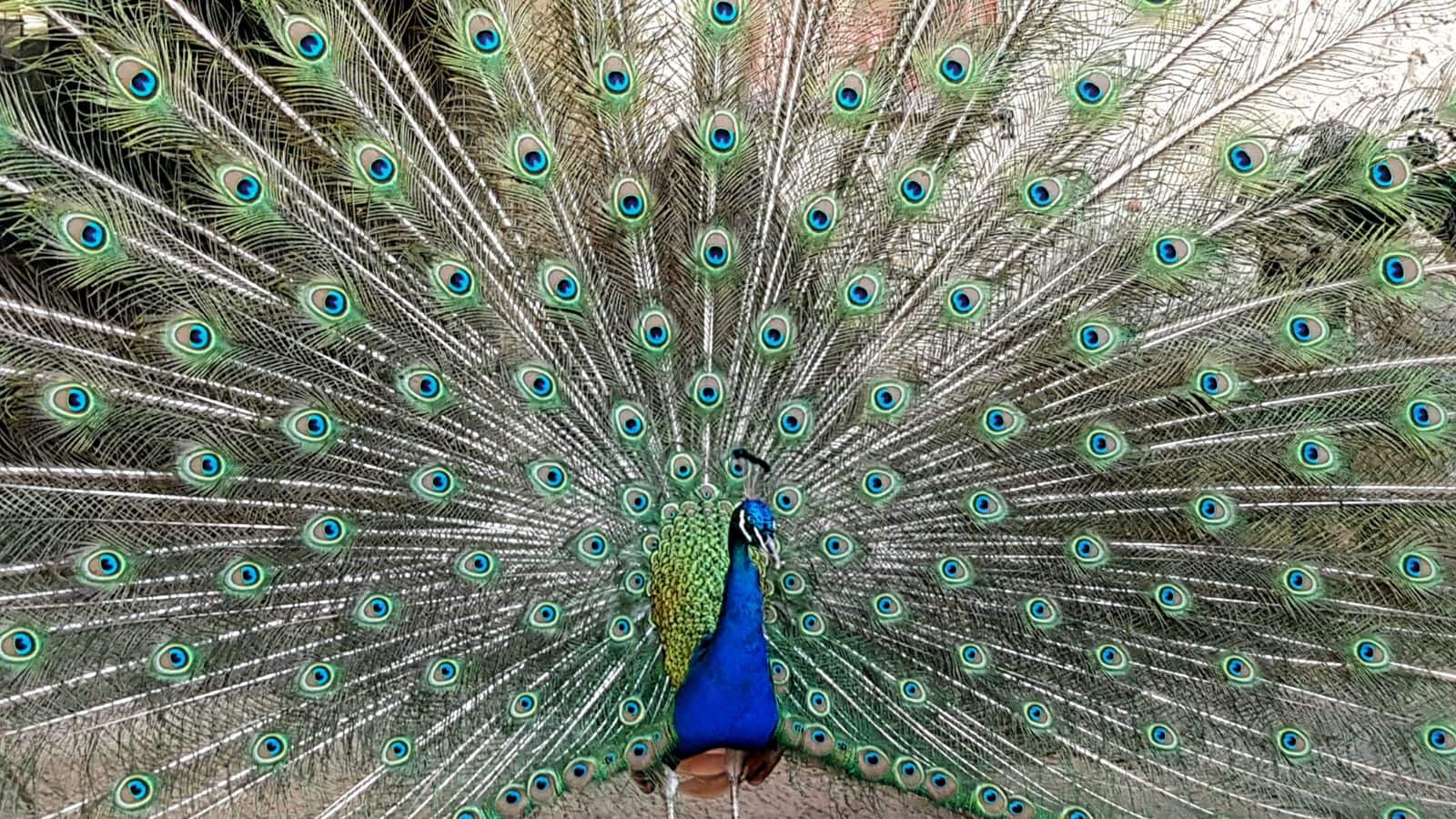 मोर की उम्र सुनकर उड़ जाएंगे होश, जानकर नहीं होगा यकीन, सच हैरान कर देगा!