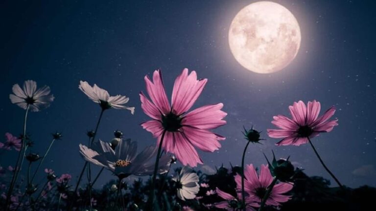 Jyeshtha Purnima 2026: कब किया जाएगा साल की सबसे दुर्लभ पूर्णिमा का व्रत? जानें तारीख, महत्व और उपाय
