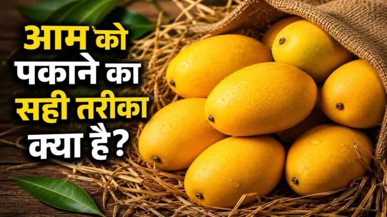 आम को पकाने का सही तरीका क्या है? बिना केमिकल के एकदम पीला वाला पकेगा और आपको मिलेगा शुद्ध आम