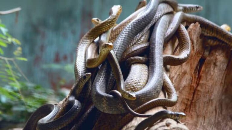 Snake: घर की पानी की टंकी में छिपे थे 11 सांप, एक-एक कर बाहर आते देख परिवार के उड़ गए होश