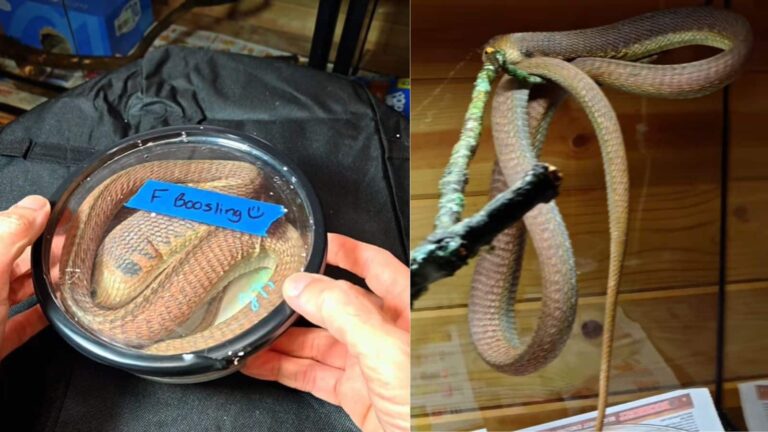 Snake Video: अफ्रीका के सबसे जहरीले सांप की अनबॉक्सिंग कर रहा था शख्स, देखिए क्या हुआ