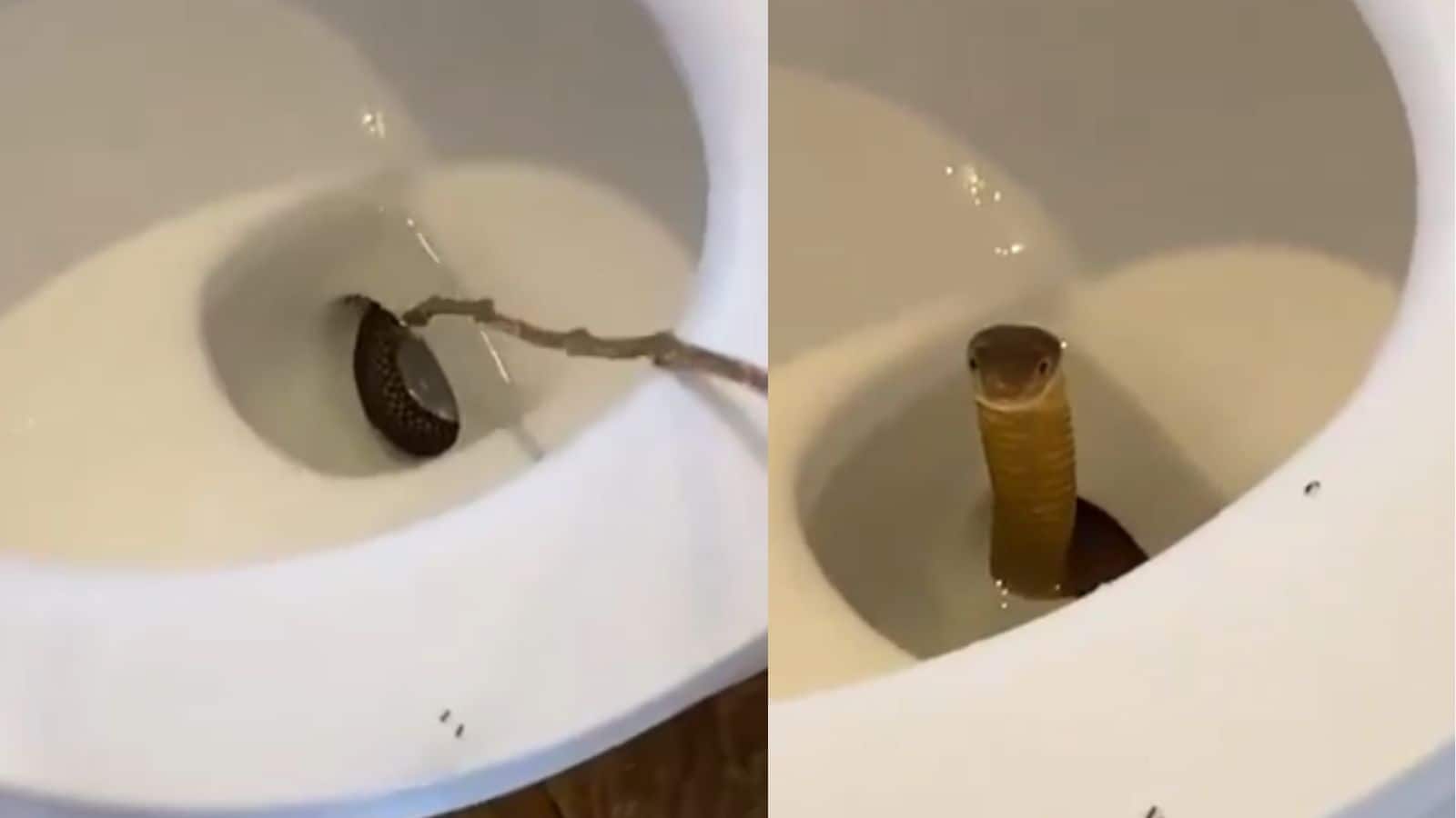 Snake in commode Video: कमोड से बाहर निकल आया ये अजीबोगरीब सांप फिर वायरल हो गई उसकी ये हरकत