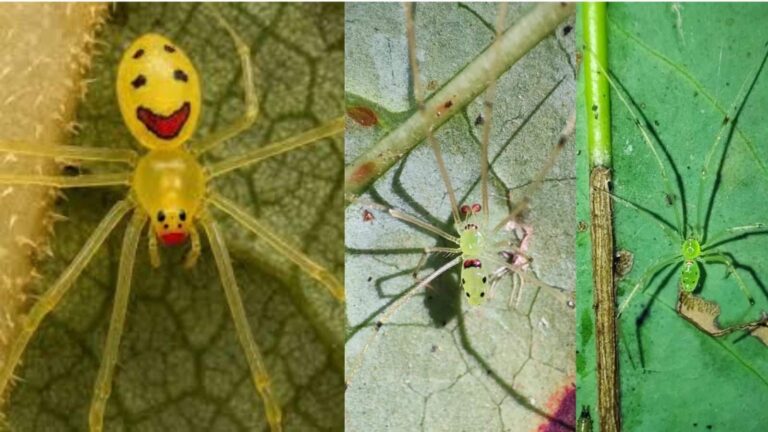 Smiley Face Spider: हिमालय में मिली 'हंसने वाली' मकड़ी, पीठ पर बनी स्माइली देख वैज्ञानिक भी रह गए दंग