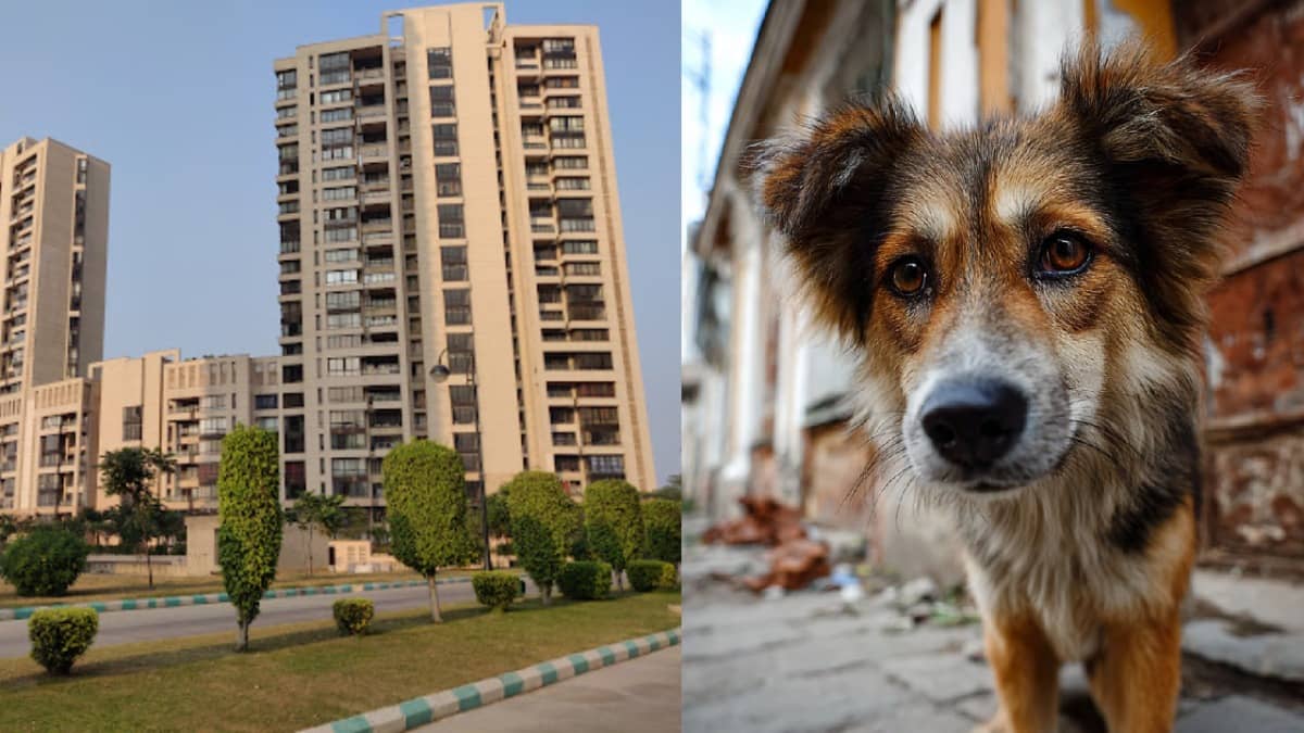 JP Greens Society: आवारा कुत्तों के हमले में दिल्ली यूनिवर्सिटी की प्रोफेसर घायल, गुस्से में लाल हुआ बेटा, सोशल मीडिया पर यूपी सरकार से मांगी मदद