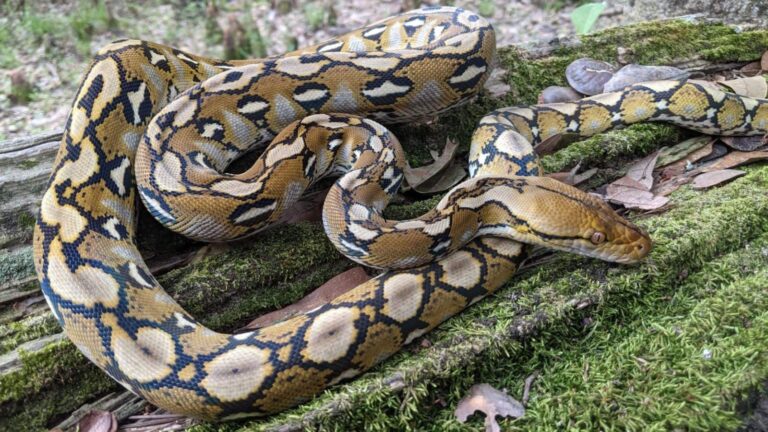 Snake: वयस्क पुरुष के जांघ जितनी चौड़ाई और वजन 125 किलोग्राम, दुनिया की ये सबसे लंबी सांप गाय को भी निगल सकती है!