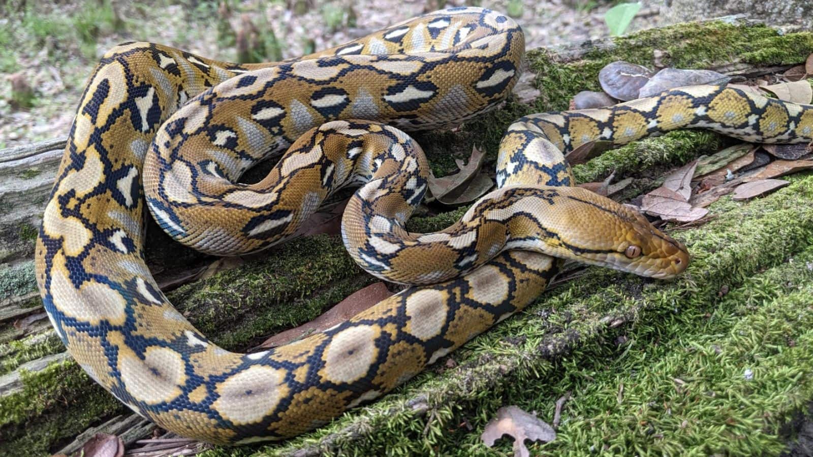 Snake: वयस्क पुरुष के जांघ जितनी चौड़ाई और वजन 125 किलोग्राम, दुनिया की ये सबसे लंबी सांप गाय को भी निगल सकती है!