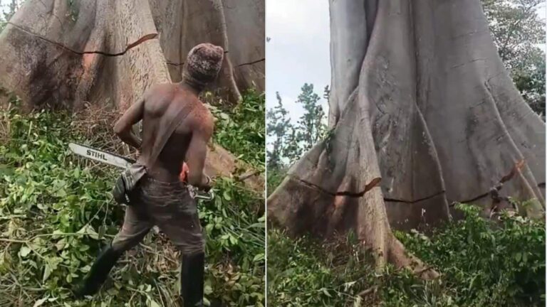 Viral Video: 1500 साल पुराना पेड़ इंसान ने मिनटों में काटा, वीडियो वायरल होते ही मचा बवाल!