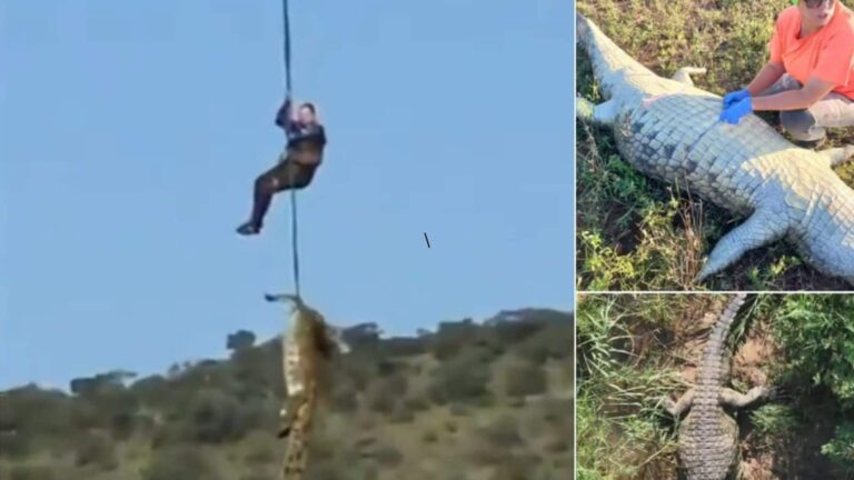 59 साल के बिजनेसमैन के अवशेष इस 500 किलो के मगरमच्छ से मिले, Video देखिए कैसे इसे रस्सी से बांध लिफ्ट कर निकाला गया