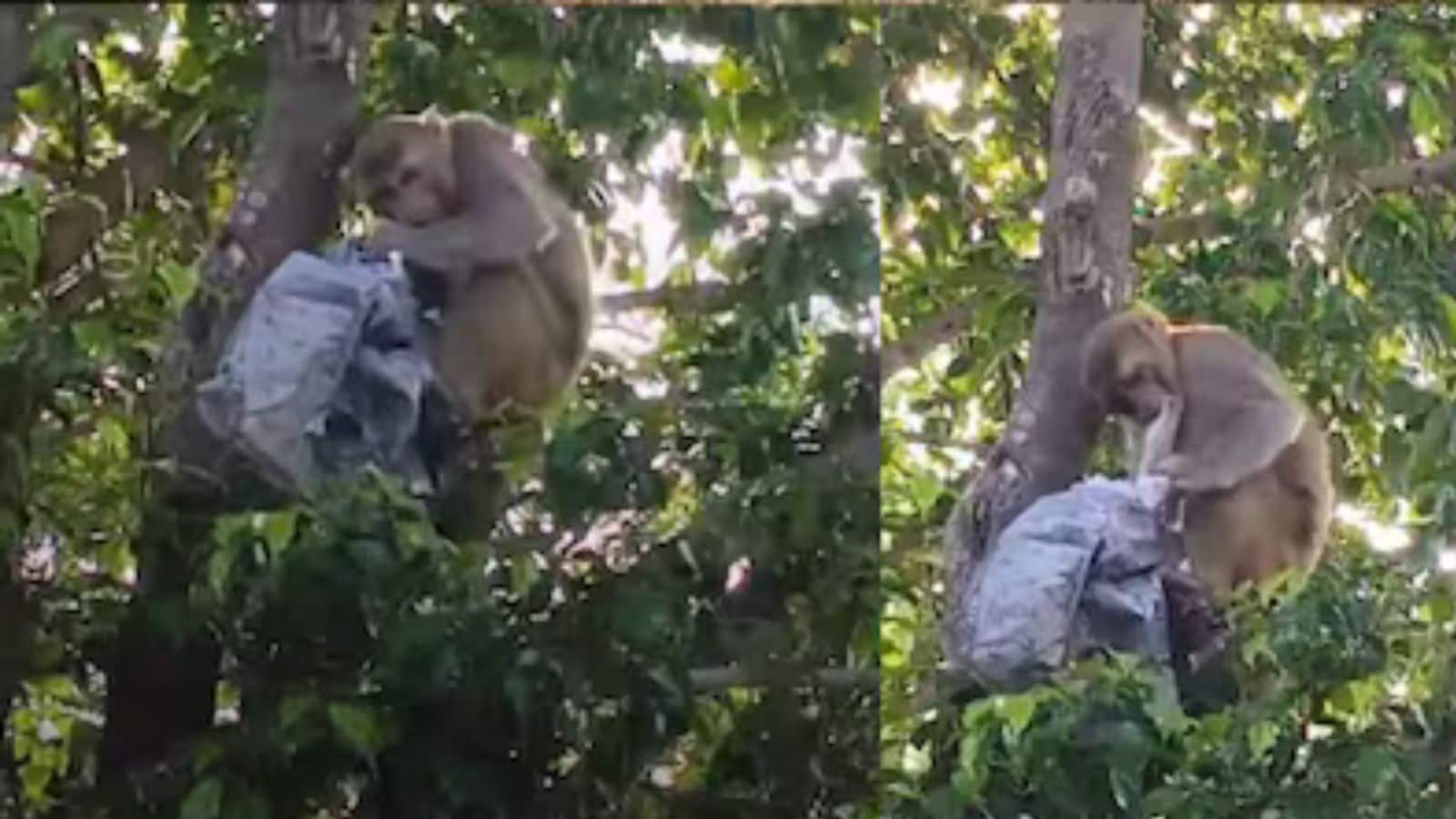 बंदर ने युवक से छीन लिया पैसों से भरा बैग, पेड़ से उड़ाए नोट
