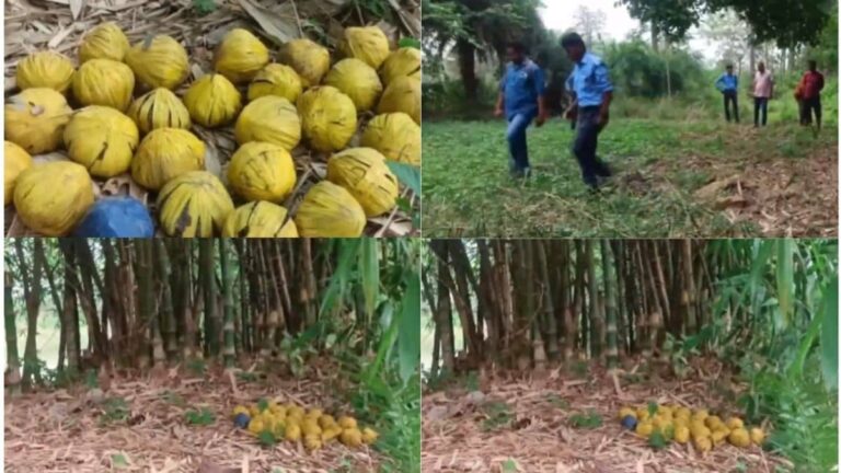 West Bengal: कौन कर रहा बंगाल को दहलाने की साजिश? बीरभूम में भारी मात्रा में देसी बम मिलने से हड़कंप, पुलिस ने पूरे इलाके को घेरा
