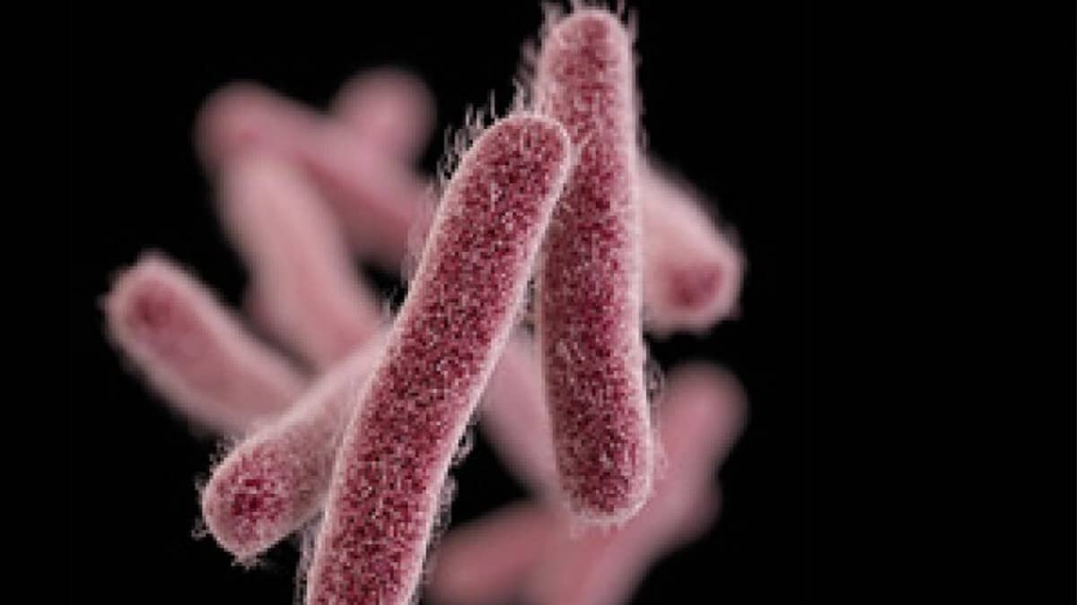 Shigella Infection: केरल में शिगेला बीमारी की दस्तक से हड़कंप, 4 साल के बच्चे की मौत, अबतक 126 लोग संक्रमित; जानिए लक्षण और बचाव
