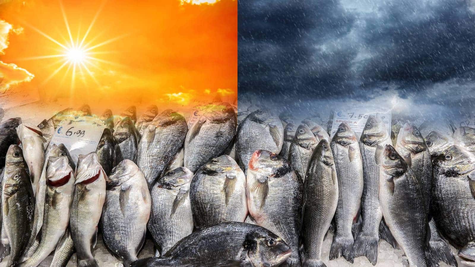 El Nino Impact: क्या भारत के मछली मार्केट पर भी कहर बनकर टूटने वाला है अल नीनो? फिशिंग इंडस्ट्री पर इसके असर को समझिए