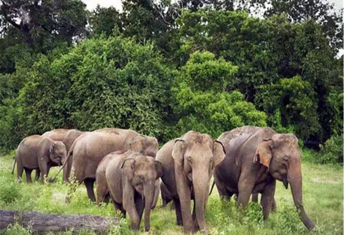 Karnataka: कॉफी बागान में मौत बनकर आया हाथी, IPS अधिकारी की पत्नी को कुचला...दर्दनाक मौत