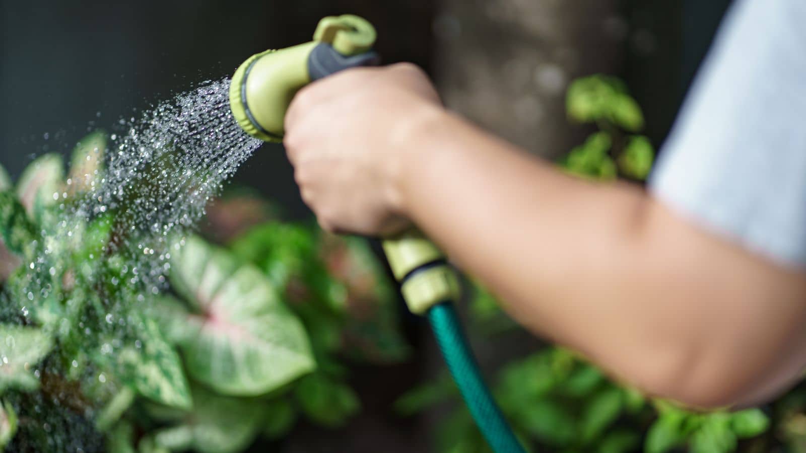 Gardening Tips: गर्मियों में पौधों को सुबह पानी दें या शाम को? जानें सही जवाब