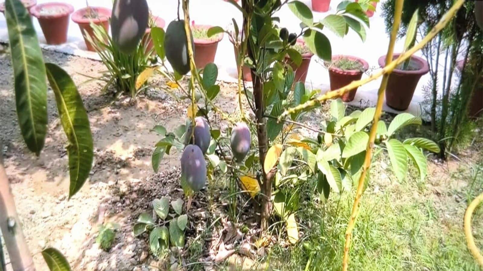 अयोध्या के किसान ने अपने गार्डेन में उगाया दुनिया का सबसे महंगा फल, कीमत जानकर रह जाएंगे हैरान