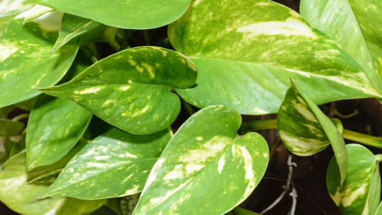 Money plant care tips: मनी प्लांट की पत्तियां हो रही हैं पीली? कहीं आप भी तो नहीं कर रहे ये गलतियां