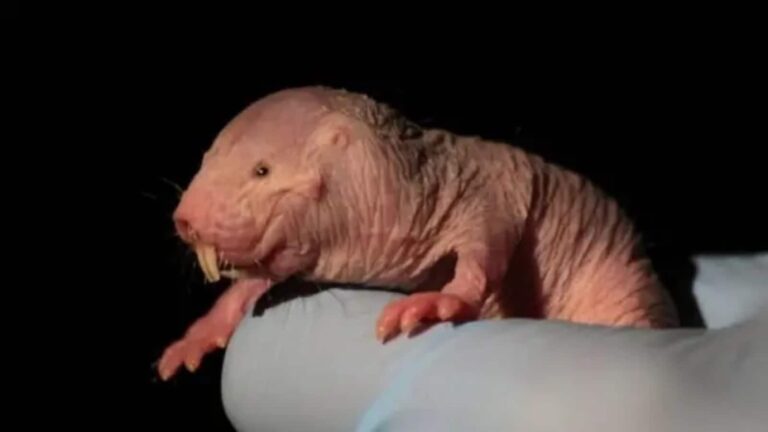 Naked Mole Rat Video: बिना ऑक्सीजन 18 मिनट तक जिंदा रह सकता है ये वीयर्ड चूहा! बूढ़ा भी नहीं होता और उम्र जाती है 37 साल तक