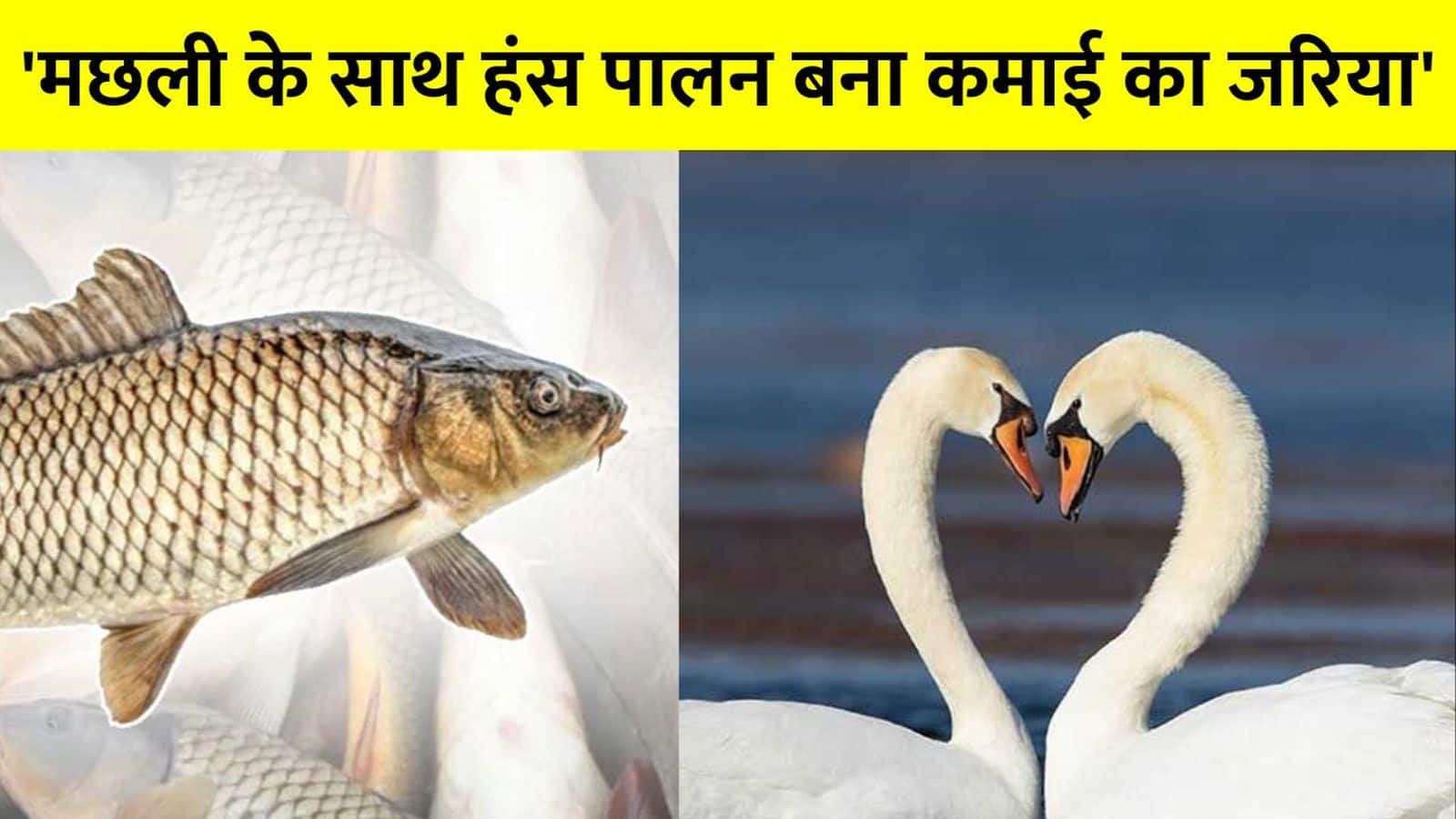 Swan Farming Business: मछली के साथ शुरू करें हंस पालन का काम! 800 रुपये में बिक रहा है अंडा, बिहार के इस किसान की चमकी किस्मत
