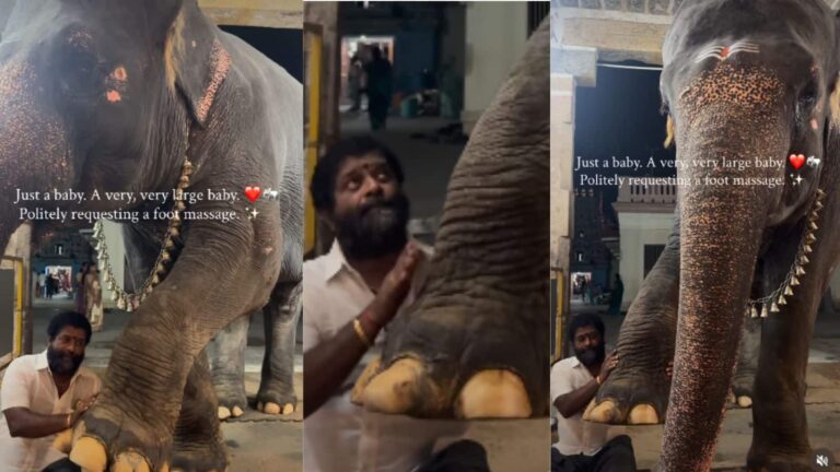 Video Viral: केयरटेकर से फुट मसाज करवाते नन्हे हाथी का वीडियो वायरल, मासूमियत ने जीता लोगों का दिल