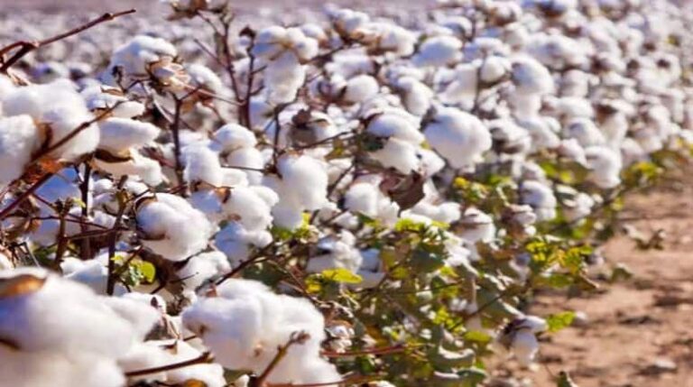 Cotton Import Duty Cut: कॉटन पर घटी इंपोर्ट ड्यूटी, एक्सपर्ट्स से जानें इंडस्ट्रीज पर कितना होगा असर?