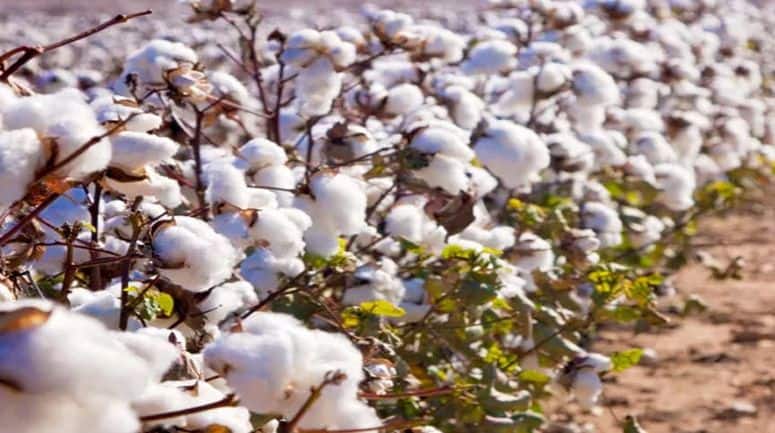 Cotton Import Duty Cut: कॉटन पर घटी इंपोर्ट ड्यूटी, एक्सपर्ट्स से जानें इंडस्ट्रीज पर कितना होगा असर?
